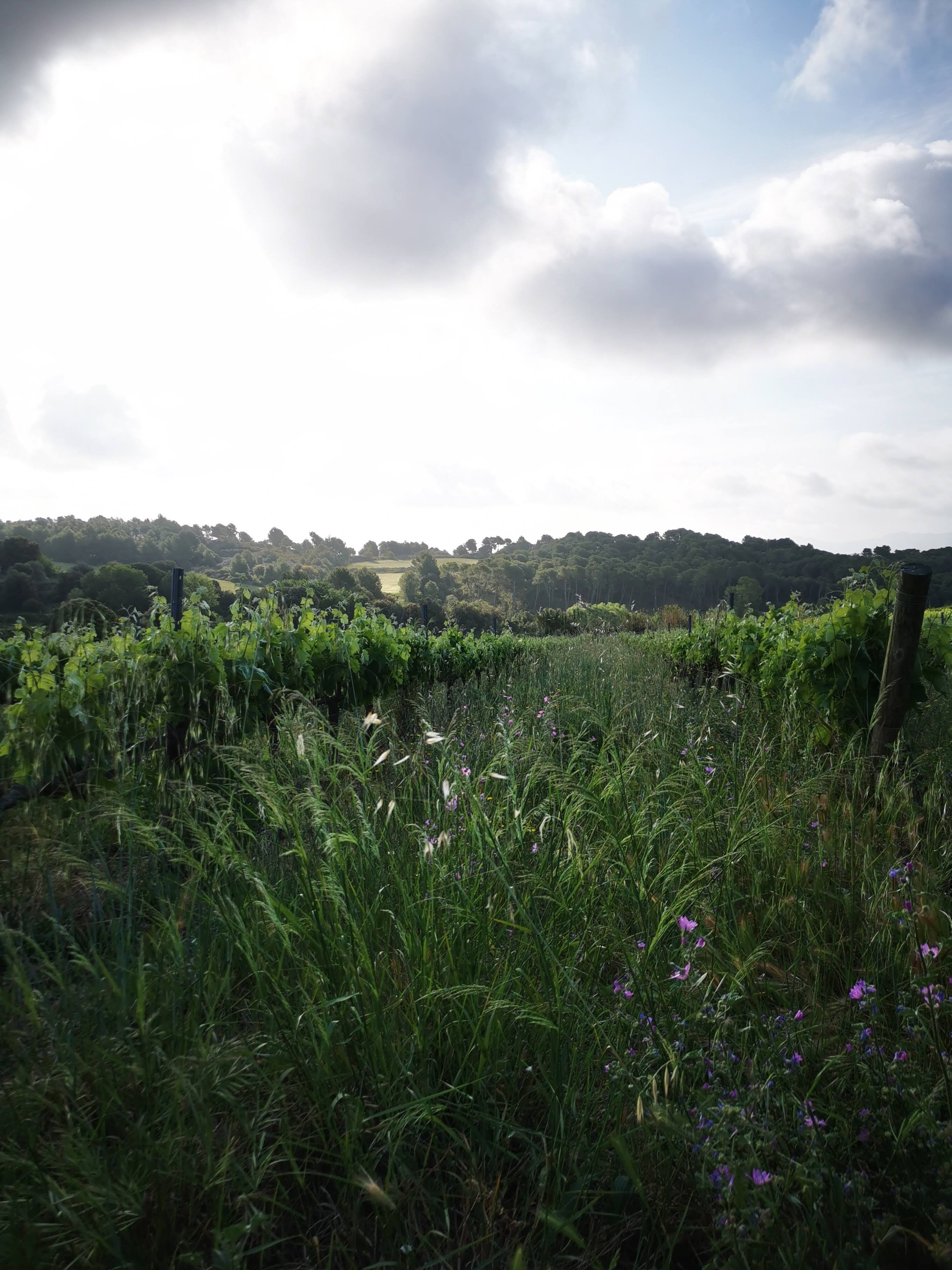 What is natural wine?