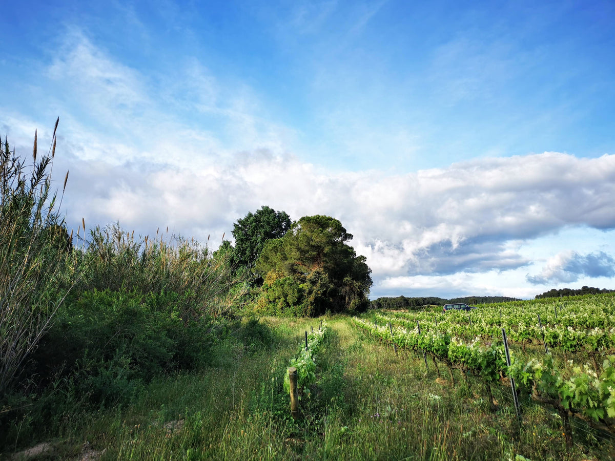 vineyard, Weinberg, wine, wein, low-intervention wine, naturbelassener Wein, organic farming, organic, organic wine, bio, bio Weinbau, Bioweinbau, biodynamisch, biodynamischer Wein, ökologischer wein, Naturwein, natur wein, natural wine, orange wine, white wine, red wine, pet nat, natural wine berlin, natural wine spain, natur wein berlin 